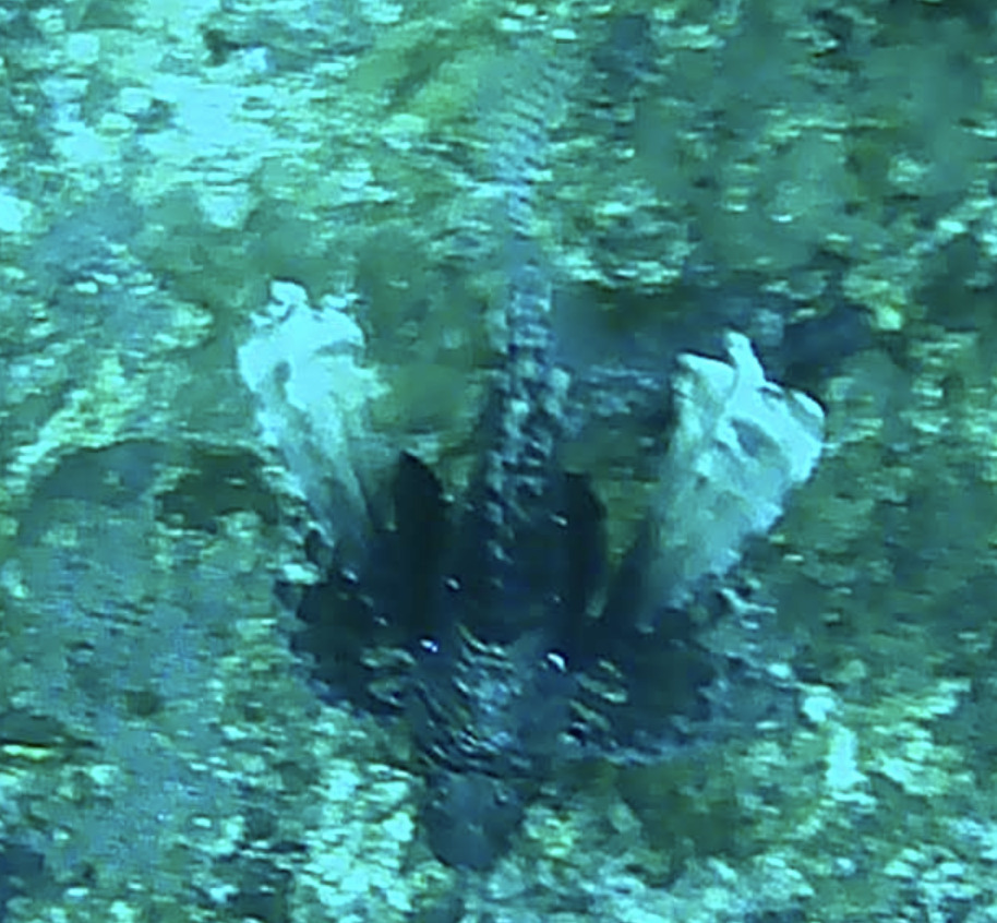 Lionfish