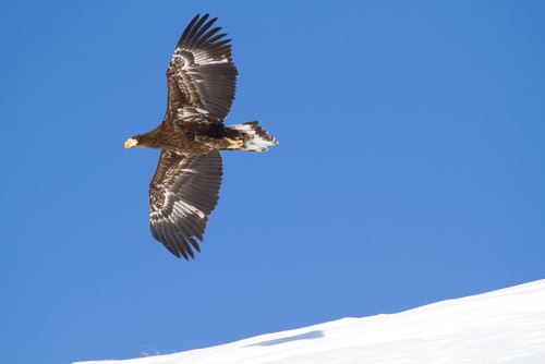 Steller's Sea-Eagle
