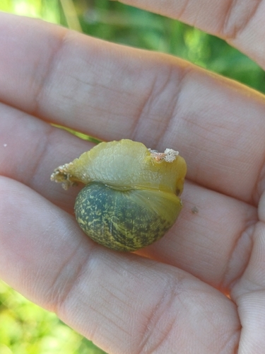 Cantareus apertus