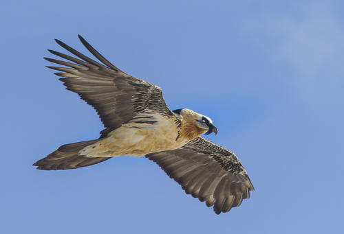Bearded Vulture