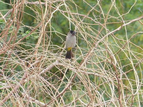 White-spectacled Bulbul