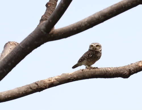 Spotted Owlet