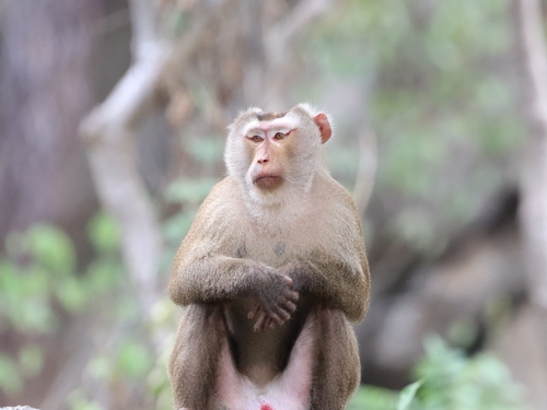 Northern Pig-tailed Macaque