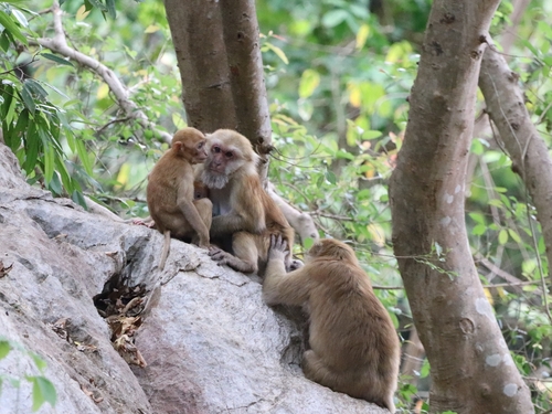 Assam Macaque