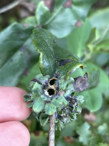 Unknown species found near Zinfandel Trail, Cupertino, CA, US