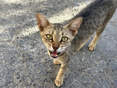 Domestic Cat