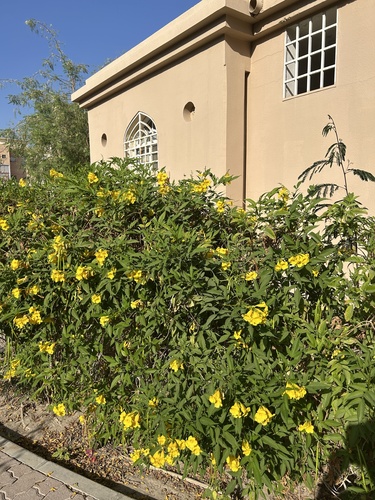 yellow trumpet flower