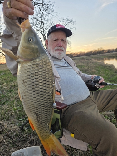 Cyprinus carpio