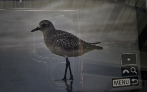 Black-bellied Plover