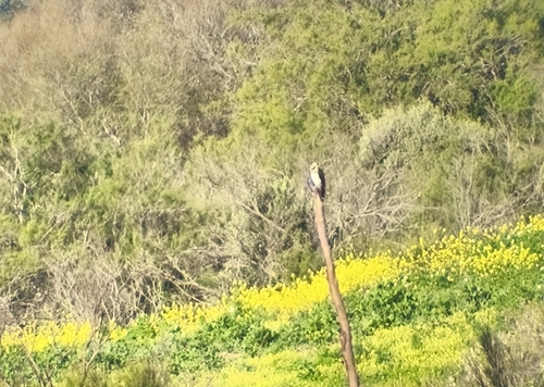 Avistamiento Águila pescadora (Marismas Tinto-Odiel)