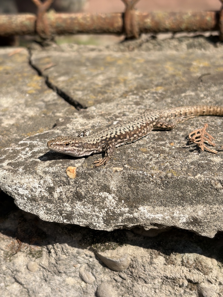 Common Wall Lizard from Galcsek György utca, Vác, Pest County, HU on ...
