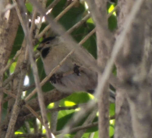 Silver-throated Tit