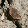 Dark-fringed Mournful Duskywing - Photo (c) Bill Levine, all rights reserved, uploaded by Bill Levine