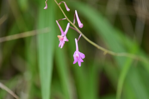 Anthogonium gracile