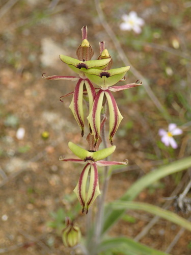 Caladenia roei Benth.