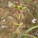 Ant Orchid - Photo (c) Michael Warren, all rights reserved, uploaded by Michael Warren