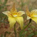 Caladenia flava maculata - Photo (c) Michael Warren, all rights reserved, uploaded by Michael Warren