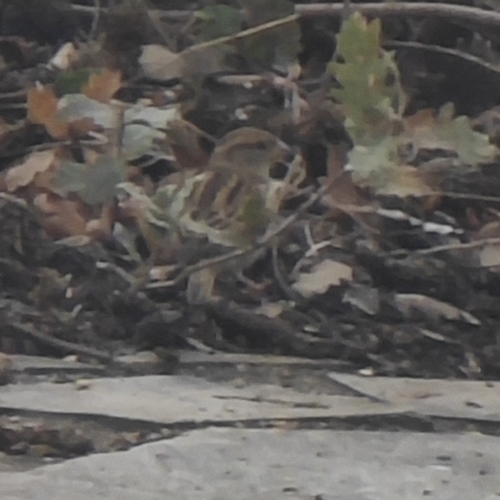 House Sparrow