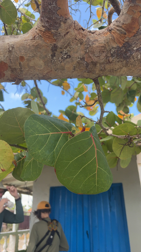 sea grape