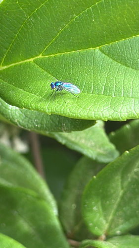 Unknown species found near N Park Ave, Winter Park, FL, US