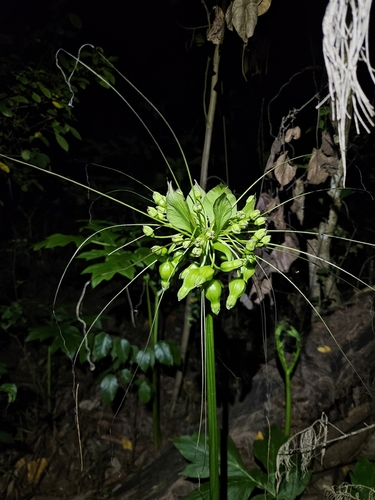 Tacca leontopetaloides