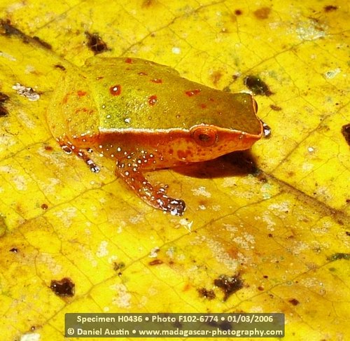 Plethodontohyla guentheri