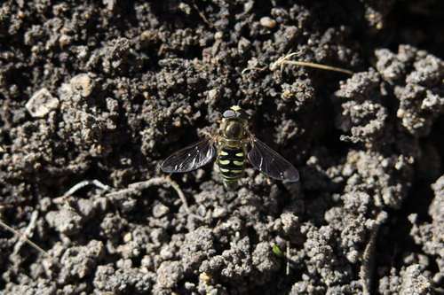 Unknown species found near Eddy County, NM, USA