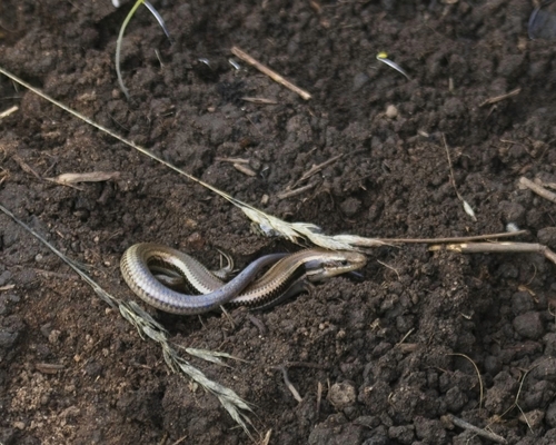 iNaturalist observation photo of Western Skink