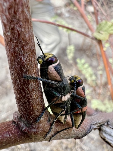 Pseudolampetis fasciata