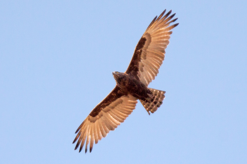 Brown Snake-Eagle