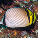 Vagabond Butterflyfish - Photo (c) Lesley Clements, all rights reserved