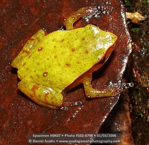 Plethodontohyla guentheri