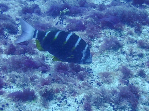 Diplodus fasciatus