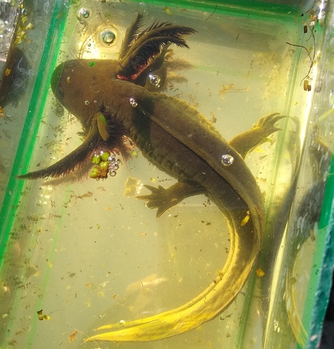 Lake Lerma Salamander