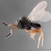 Samurai Wasp - Photo (c) Francesco Tortorici, all rights reserved, uploaded by Francesco Tortorici