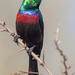Southern Marico Sunbird - Photo (c) sdrov, all rights reserved, uploaded by sdrov