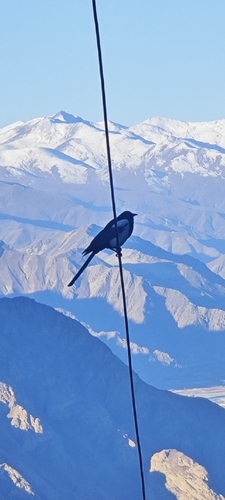 Black-rumped Magpie