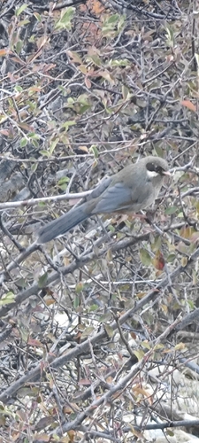 Prince Henry's Laughingthrush