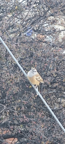 Godlewski's Bunting
