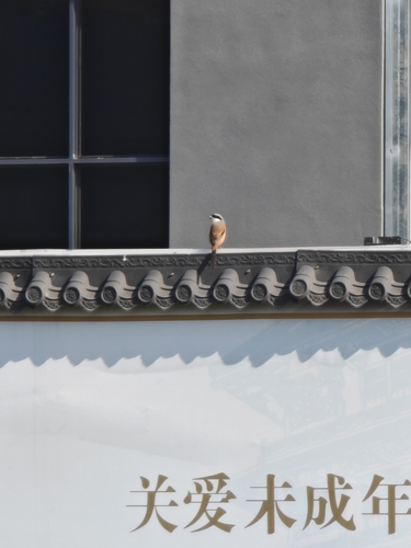 Long-tailed Shrike