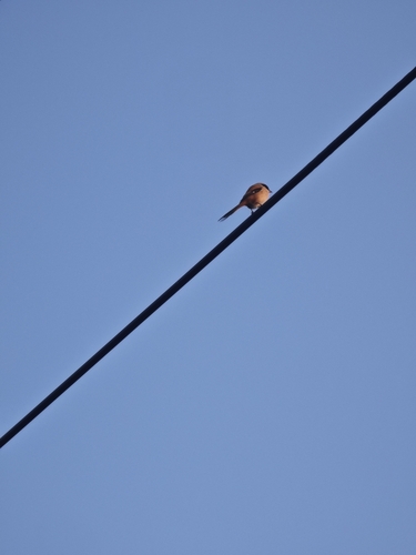 Long-tailed Shrike