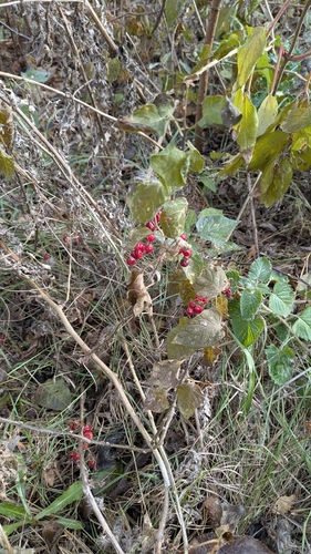 bittersweet nightshade