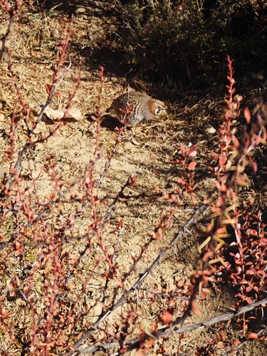 Tibetan Partridge