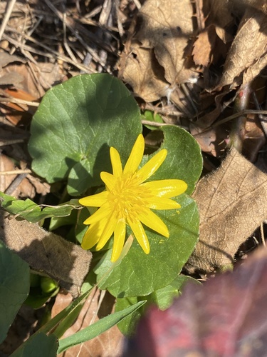lesser celandine