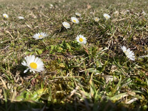 Lawn daisy