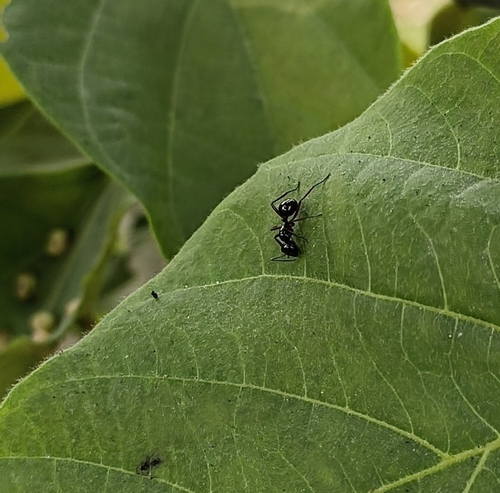 Polyrhachis rastellata