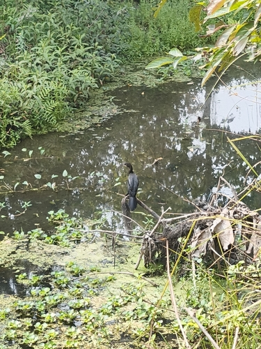 Little Cormorant
