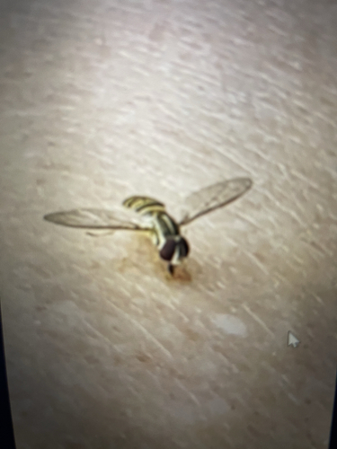 Unknown species found near Streaker Rd, Sykesville, MD, US