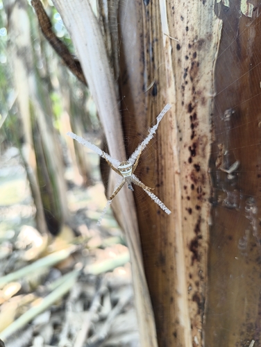 Garden cross spider