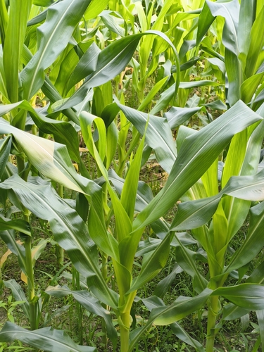 Maize